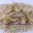 starfishandshells