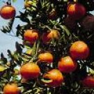 Tangerine Tango