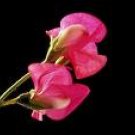 Sweet Pea