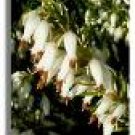 Scottish White Heather