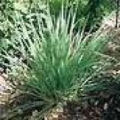 Lemongrass Sage