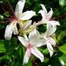 Honeysuckle