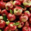 Apple Macintosh