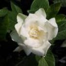 Gardenia