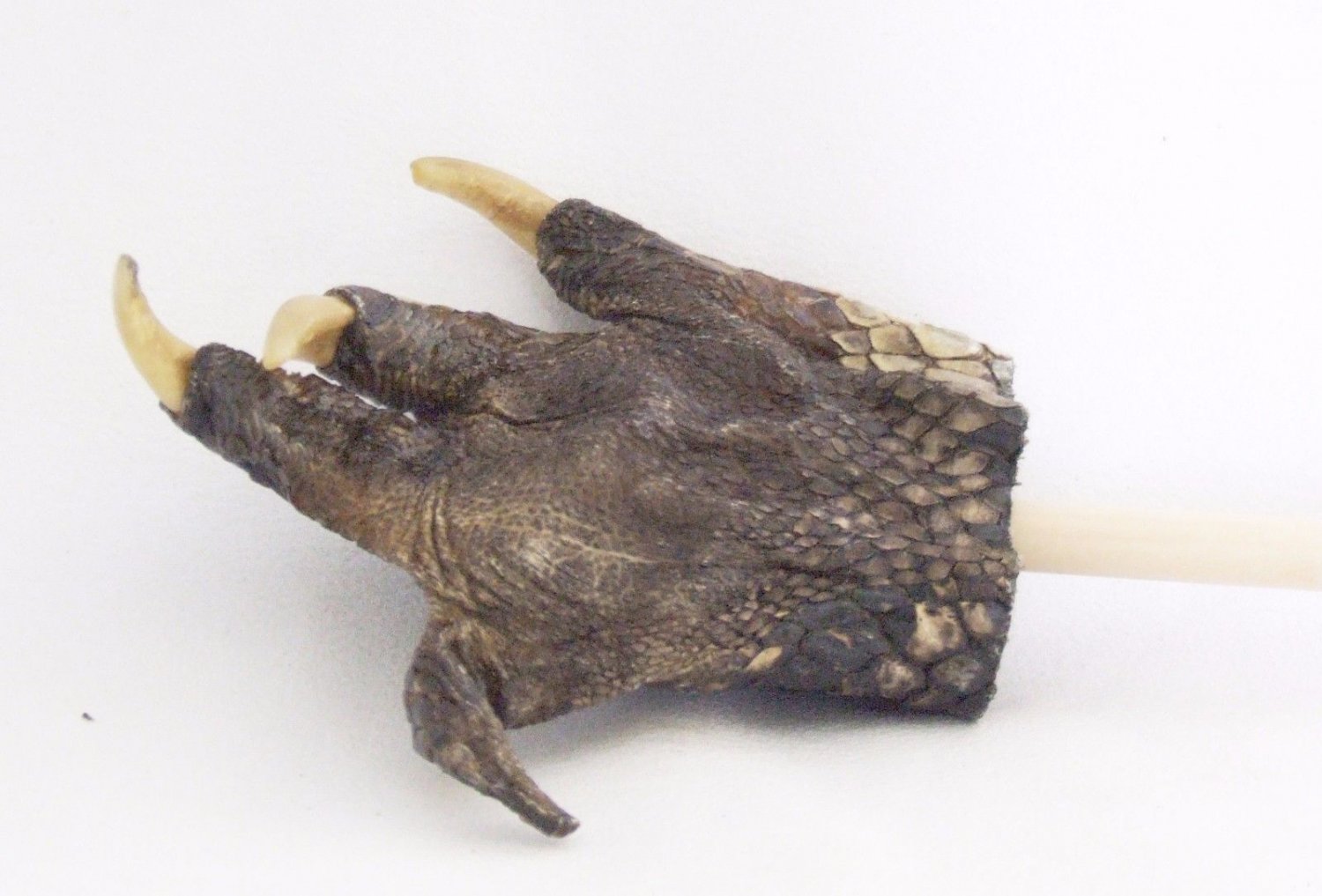 Large Gator Alligator Claw Paw Back Scratcher Stick 01 New Orleans ...