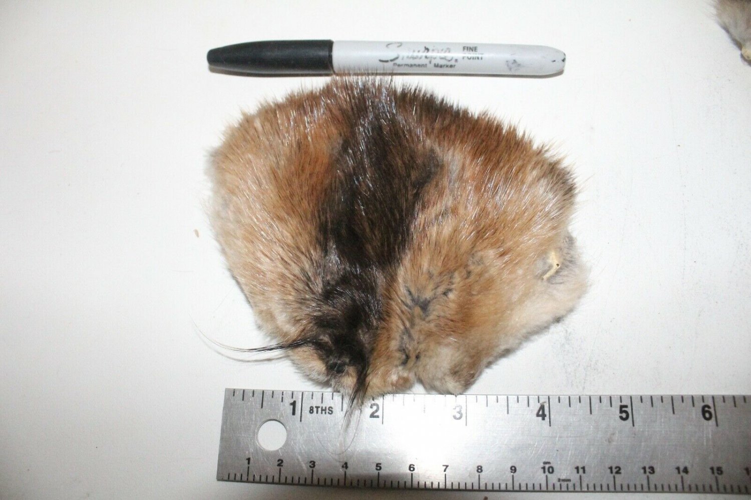 5 Small Tanned muskrat Faces V5E94 fur, pelts
