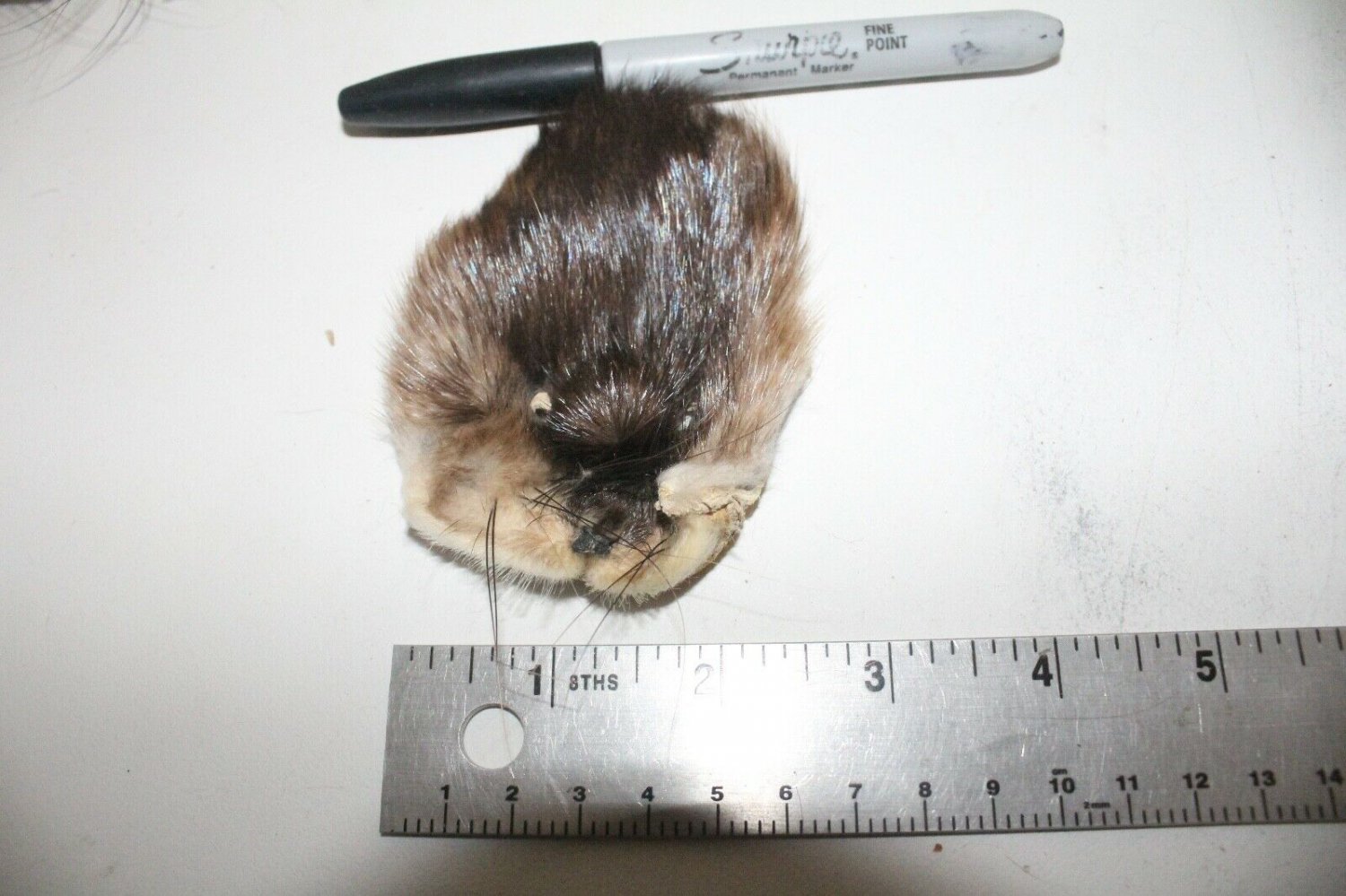5 Small Tanned muskrat Faces V5E94 fur, pelts