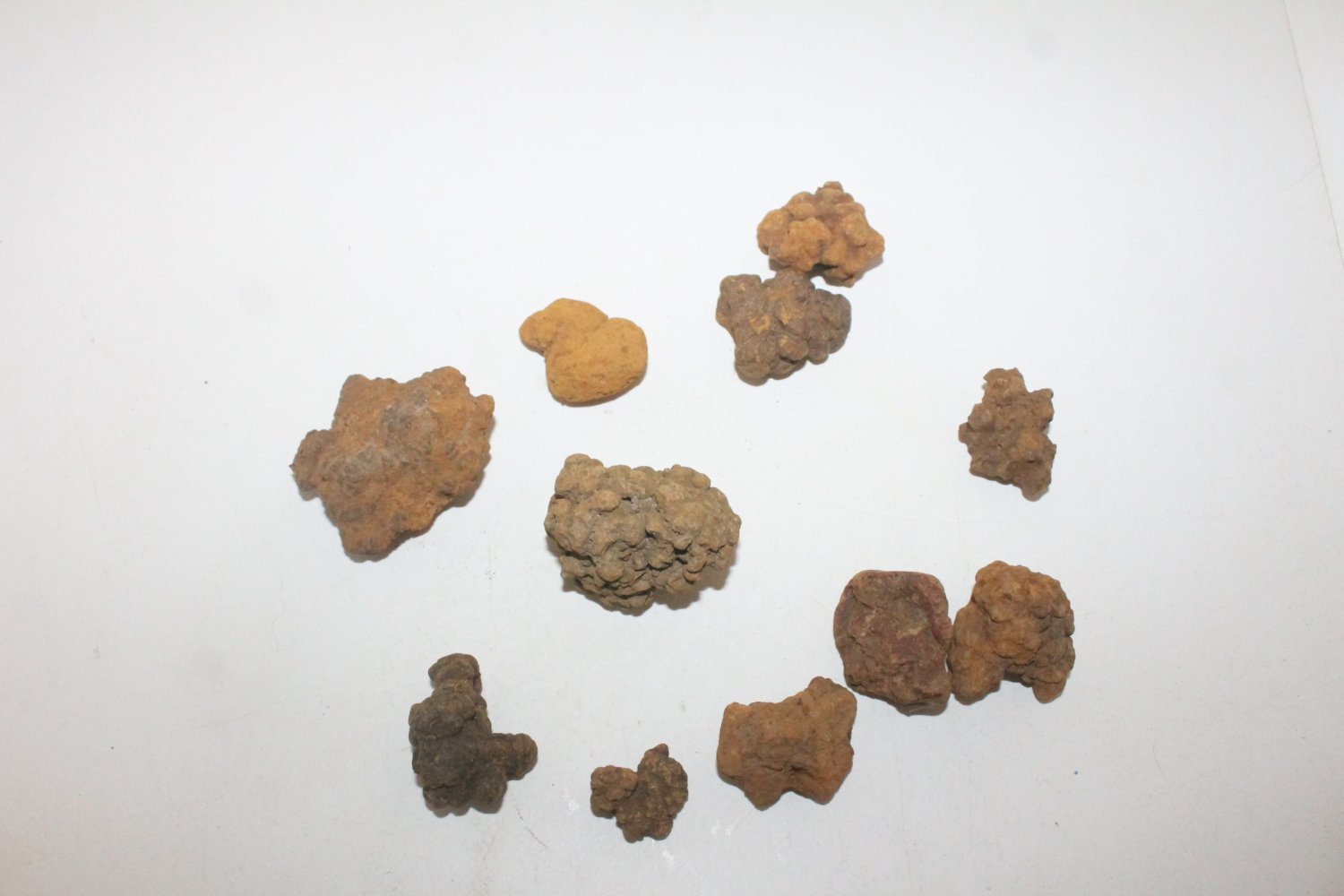 coprolite for sale