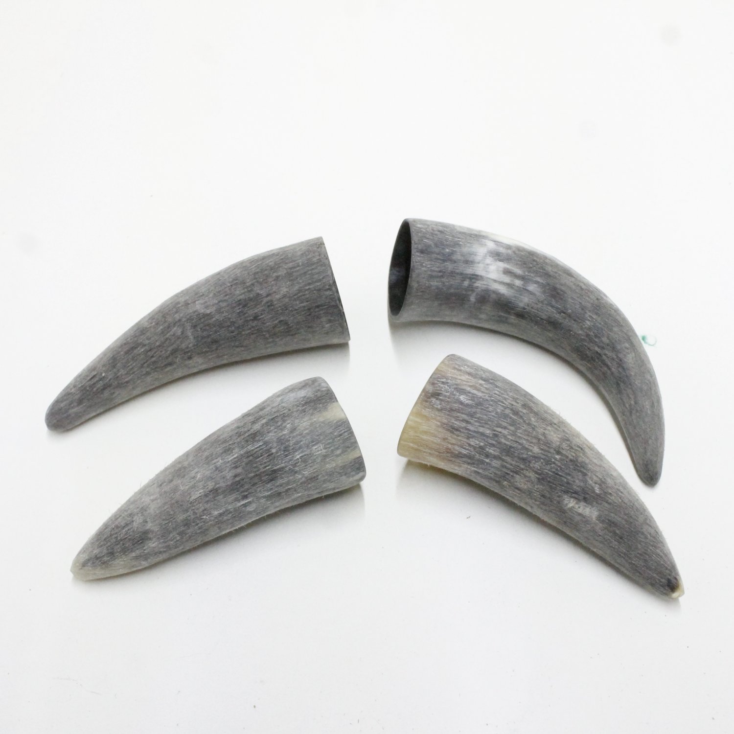 4 Raw Cow horn tips 40N Natural colored rendezvous replica powwow