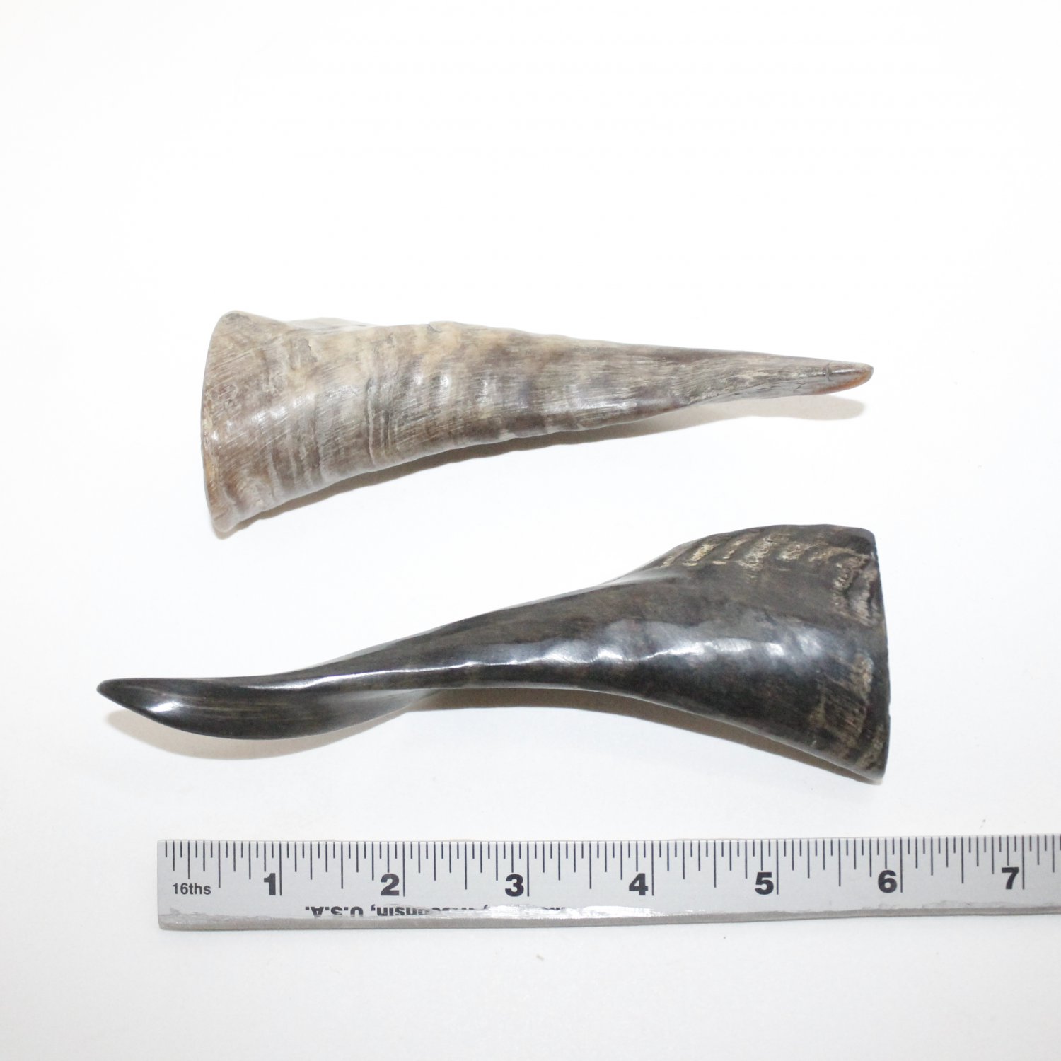 2 Polished Goat Horns #0414 Natural Colored