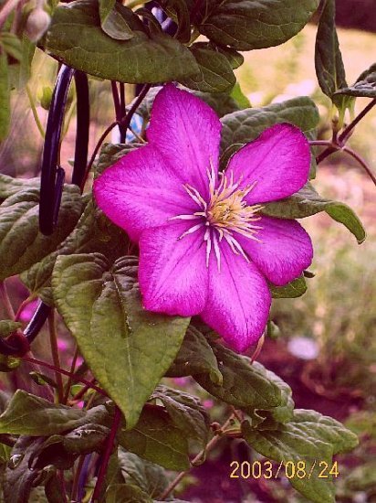CLEMATIS 'Ville De Lyon' Seeds VINE Climber PERENNIAL