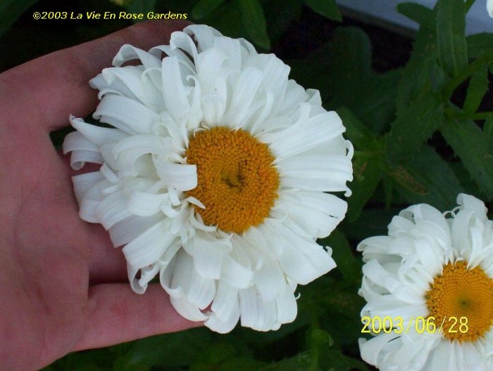 0043 - CRAZY DAISY Multi-petalled Blooms Seeds PERENNIAL