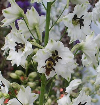 1738 - DELPHINIUM Percival Maiden PERENNIAL Seeds