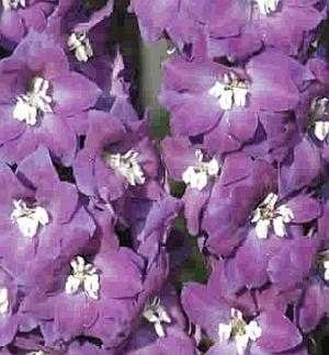 0214 - SEEDS Dwarf Delphinium 'Catherine' Series Lavender PERENNIAL