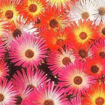 EXCELLENT ROCKERIES Annual ICE PLANT Seeds