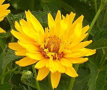 1734 - EXCEPTIONAL PERENNIAL Heliopsis 'Summer Sun' Seeds