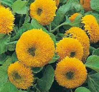 MULTI-PETALED Bright Sunflower TEDDY BEAR Seeds ANNUAL