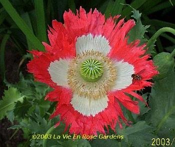 Papaver DANISH FLAG Poppy ANNUAL SEEDS