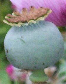 POPPY Cameo Queen Pure White Papaver ANNUAL Seeds