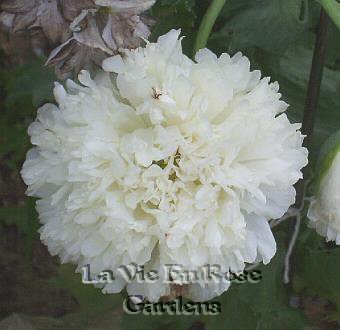 VERY UNUSUAL Apple Green POPPY Papaver ANNUAL Seeds