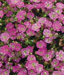 Gypsy Deep Rose Gypsophila ANNUAL Breathtaking