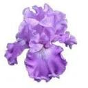 CLEAR Address Labels BEARDED IRIS 'CJ' Personalized