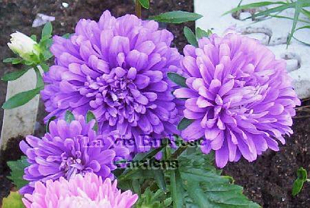 COMPACT Aster Dwarf Queen MIXED Annual SEEDS