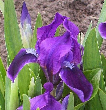 MDB (NOID) - Little Blue Pixie - SHIP TO CANADA ONLY -