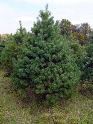 fast growing white pine tree seeds fast growing white pine tree seeds
