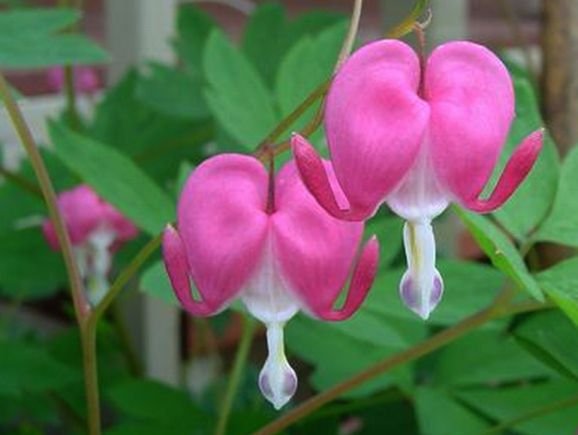 DAZZLING PERENNIAL Bleeding Heart DICENTRA Mixed SEEDS
