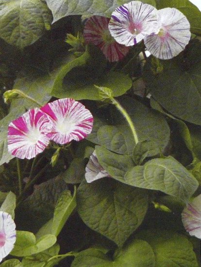 CARNEVALE DI VENEZIA Morning Glory VINE Seeds
