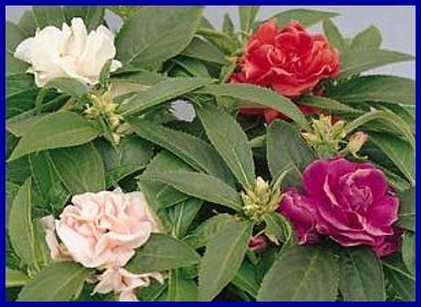COMPACT 'Topknot Mixed' IMPROVED Balsam Annual SEEDS