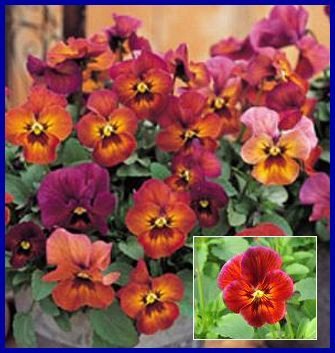 NATURE SERIES Pansy 'Mulberry Shades' ANNUAL Seeds
