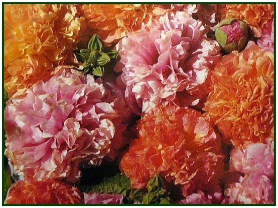 First Year Flowering FRUITY MIX Hollyhock ANNUAL SEEDS