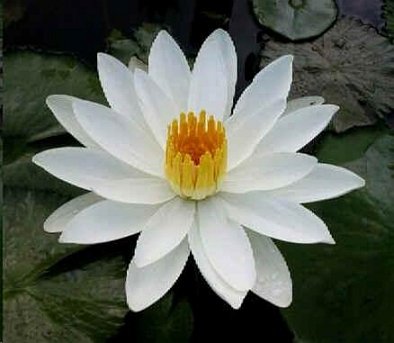 Nymphaea Juno WHITE LOTUS SEEDS - RARE!