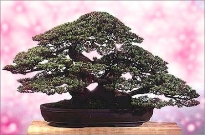 MAKES CLASSIC BONSAI Oriental Oak Tree Casuarina SEEDS