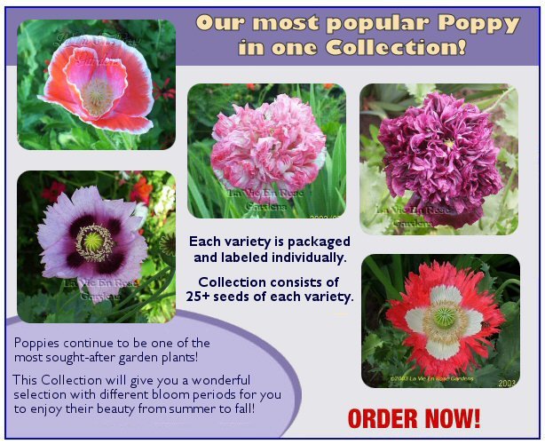SPECIAL - Collection of 5 POPPY Seeds varieties