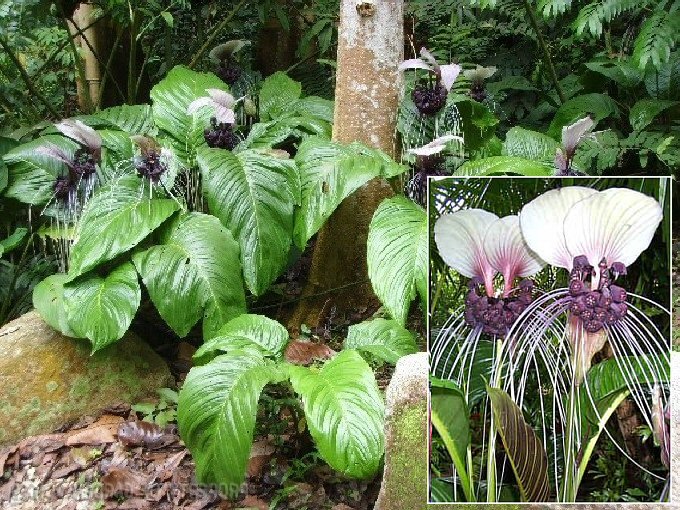 Batflower - Purple (Tacca Integrifolia) Seeds