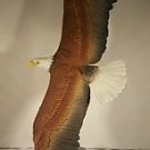 Maruri American Eagle Gallery Bald Eagle E-8506