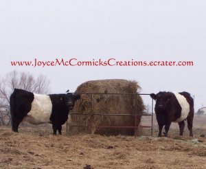 White Belly Cows