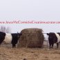 White Belly Cows