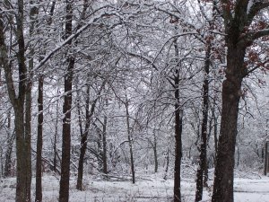Country Woman - poem