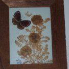 Butterfly and dried flowers between glass