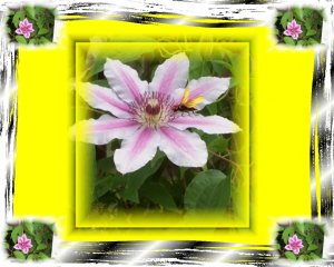 Clematis Vine Background Template