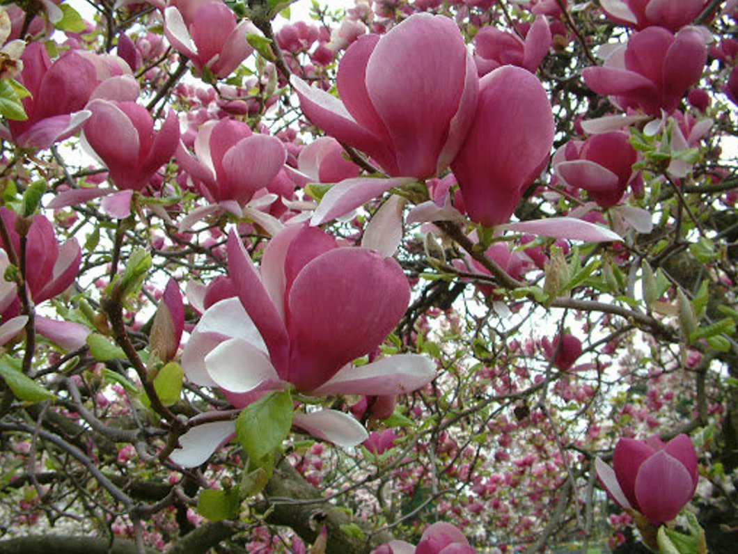 20 Pink Magnolia Seeds Yulan Magnolia Seed Tree Tulip Lily Flower