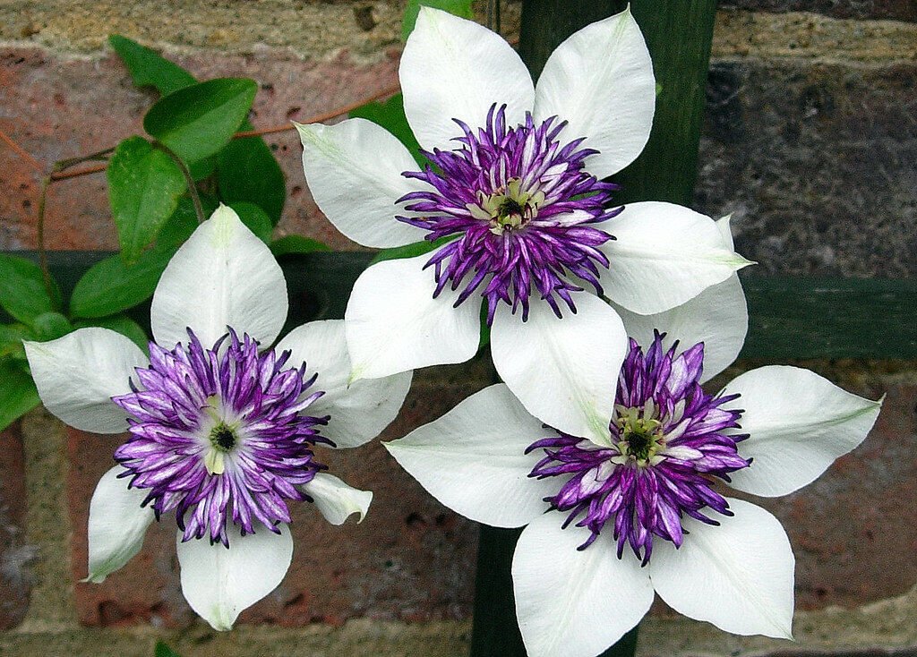 100 White and Purple Clematis Seeds Clematis florida Garden Flowers