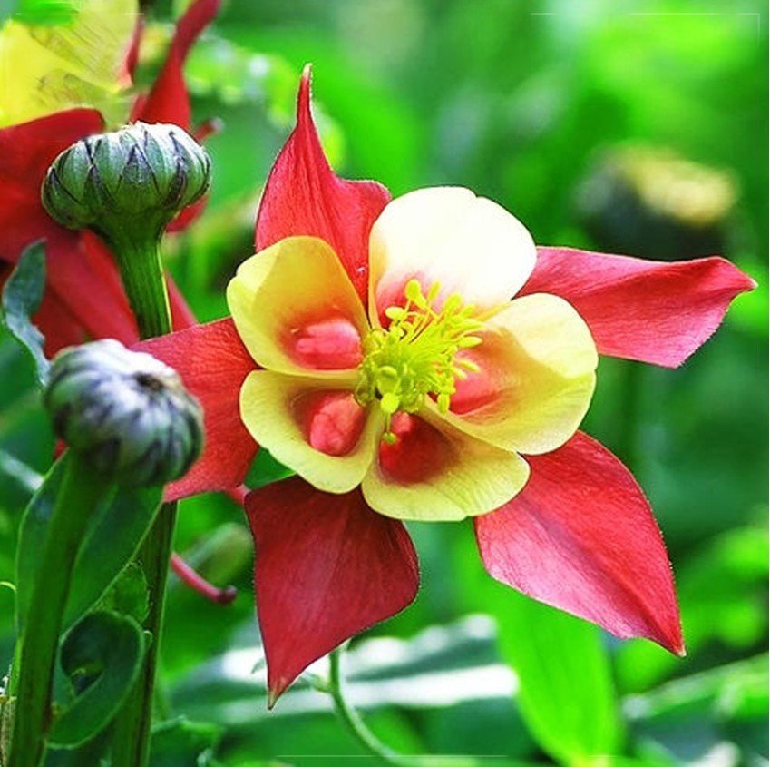 50 Red Yellow Columbine Seeds Columbines Aquilegia Seed