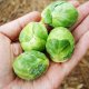 Vegetables Seeds
