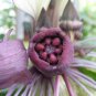 Tacca Integrifolia Seeds | Black White Giant Bat blossoms Batplant Flower - 50 Seeds