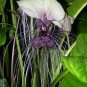 Tacca Integrifolia Seeds | Black White Giant Bat blossoms Batplant Flower - 50 Seeds